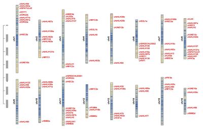 Genome-Wide Identification and Characterization of <mark class="highlighted">bHLH Transcription Factors</mark> Related to Anthocyanin Biosynthesis in Red Walnut (Juglans regia L.)